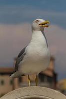 vue de mouette photo