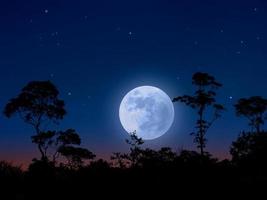 clair de lune dans le paysage forestier photo