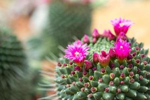 Fleur de cactus rose gros plan dans le jardin photo