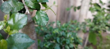 serut est un arbre de taille moyenne d'une hauteur d'environ 4 à 15 mètres photo