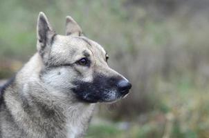 portrait d'un chien de race laika de sibérie occidentale avec fond de champ vert photo