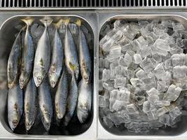 fruits de mer tropicaux frais sur le marché. poissons crus fraîchement pêchés sur glace à vendre au marché aux poissons. photo