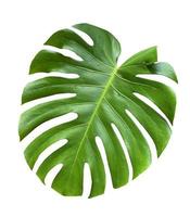 notion d'été. feuilles de monstera tropicales sur fond blanc. fichier png photo