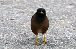 oiseaux dans un parc de la ville au bord de la mer en israël. photo