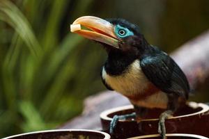 aracari à oreilles de châtaigne photo