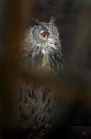 hibou grand-duc photo