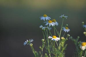 vue sur les fleurs de marguerite photo