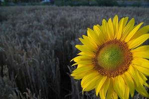 gros plan de tournesol avec du blé en arrière-plan photo