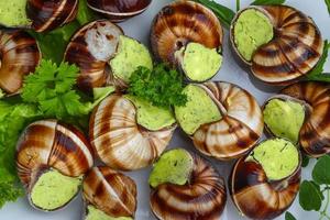 escargot sur bois photo