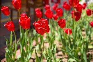 lit de tulipes photo