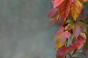 feuilles d'automne colorées photo