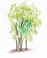 croquis de plusieurs arbres en été photo