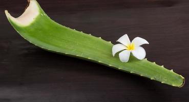 aloe vera sur bois photo