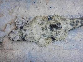poisson crocodile allongé sur le fond marin tout en plongeant dans le détail de la mer rouge photo