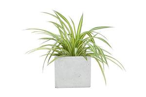 plante araignée fraîche ou chlorophytum bichetii karrer backer avec des gouttes dans un pot de ciment isolé sur fond blanc inclus un tracé de détourage. photo