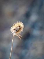 photo en gros plan spectaculaire d'une fleur sèche