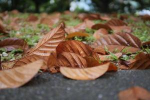 gros plan de feuilles brunes sèches tombées sur la route photo