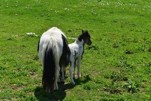 Mini chevaux se termine debout dans un pâturage photo