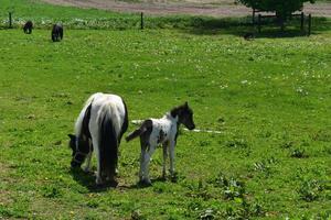 jument cheval miniature avec son poulain dans un grand champ d'herbe photo