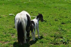 cheval miniature noir et blanc jument et poulain dans un champ photo