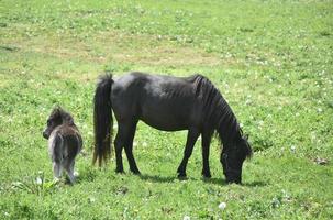 mini jument avec son nouveau poulain dans un pâturage d'herbe photo