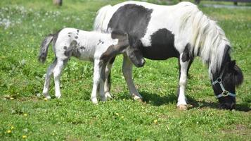 jument broutant avec son poulain dans un champ d'herbe photo