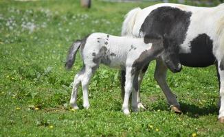 chevaux miniatures blancs et noirs dans un champ d'herbe luxuriante photo