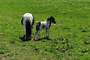 famille de chevaux miniatures blancs et noirs dans un champ photo