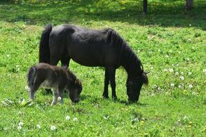 cheval miniature doux avec une jument et un poulain broutant photo