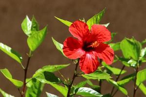 l'hibiscus chinois fleurit dans un parc de la ville du nord d'israël. photo