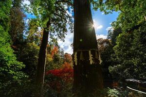 arbre sacré de yuki-jinja, un célèbre sanctuaire shinto sur le terrain du temple kurama, un temple situé au pied du mont kurama dans l'extrême nord de la préfecture de kyoto, kansai, japon photo