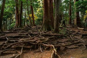 kinone michi, racine d'arbre exposée au sol d'un sentier pédestre dans le mont kurama, le passage entre kurama-dera et le sanctuaire de kifune, préfecture de kyoto, kansai, japon photo