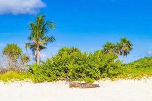 plage des caraïbes sapins palmiers dans la jungle forêt nature mexique. photo