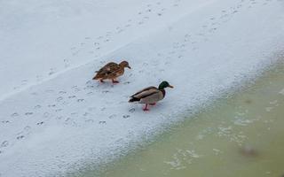 les canards nagent le long de la rive glacée de la rivière. canards sauvages en hiver. la surface de l'eau est partiellement recouverte de glace. photo