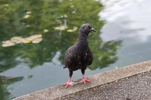 pigeon biset dans un parc photo