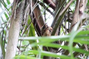 sunda scops owl parmi les palmiers photo