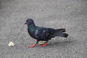 pigeon biset dans un parc photo