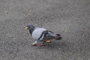 pigeon biset dans un parc photo