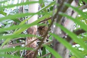 sunda scops owl parmi les palmiers photo