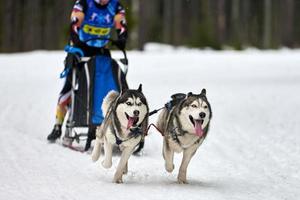 course de chiens de traîneau husky photo