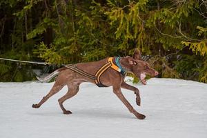 courir un chien husky sur une course de chiens de traîneau photo