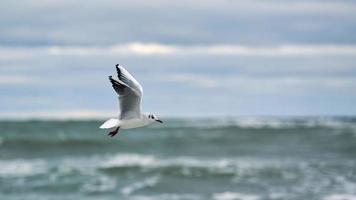 mouette, mouette survolant le fond de la mer photo