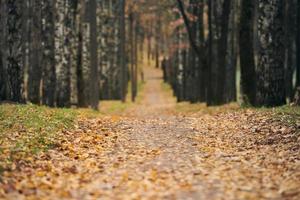 sentier de la forêt d'automne photo