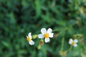 fleurs blanches et jaunes appelées bidens alba photo