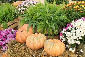 citrouilles et courges biologiques colorées sur la foire agricole. récolte du concept de temps d'automne. plante naturelle d'automne de jardin. décor d'halloween d'action de grâces. fond rural de ferme festive. la nourriture végétarienne. photo