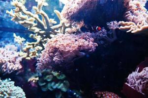 poisson-clown ou poisson-clown, poissons de la sous-famille des amphiprioninae à l'aquarium. photo