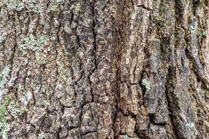 fond de texture d'écorce d'arbre ancien photo