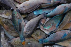 un tas de poisson perroquet frais à vendre au marché traditionnel photo