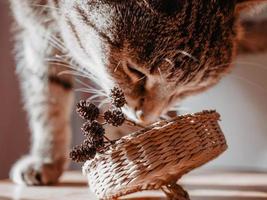 Chat à rayures tabby beige maquereau jouant avec des cônes d'aulne en gros plan dans un panier de paille palette neutre photo