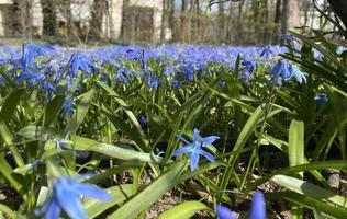 champ de perce-neige bleu. beaucoup de fleurs bleues photo